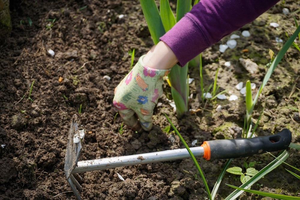 How to choose weedkillers for the garden: when, how and why to weed 