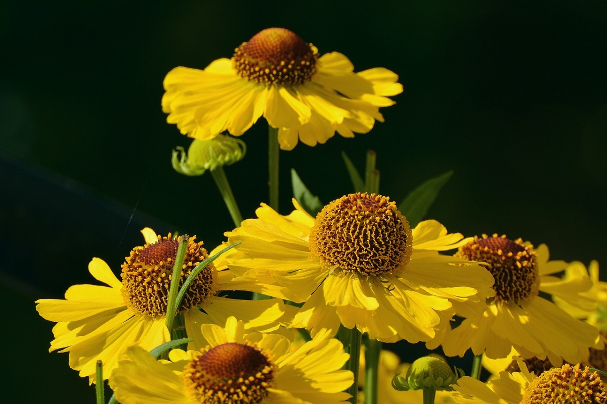 Helenium autumnale