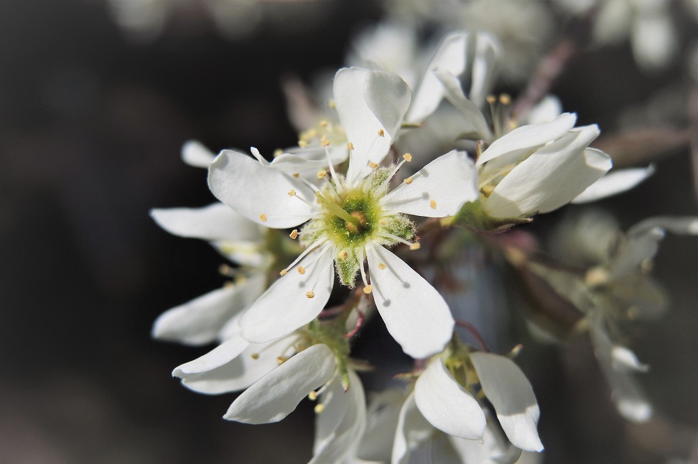 Amelanchier lamarckii