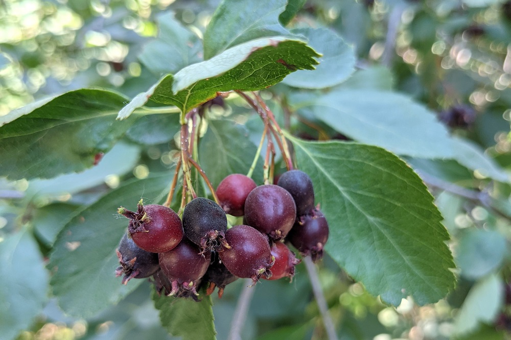 Amelanchier lamarckii