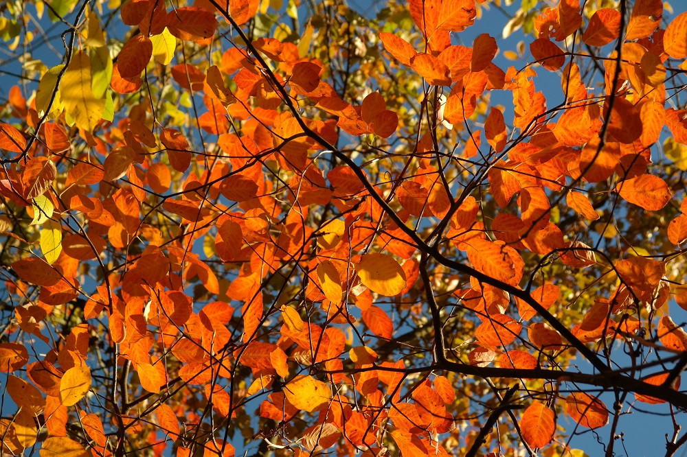 Amelanchier lamarckii