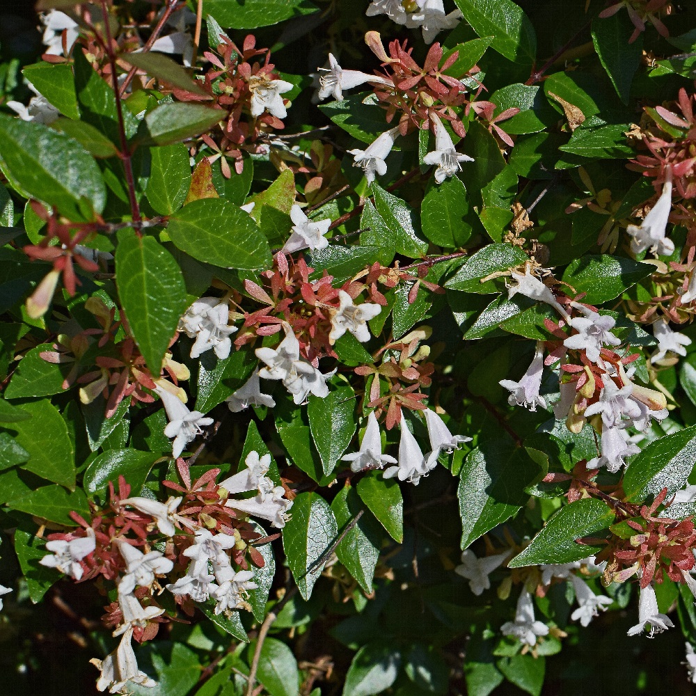 Arbusti con fioritura estiva - Abelia grandiflora