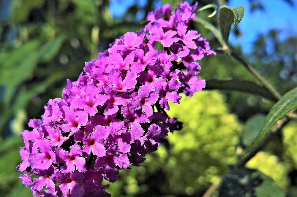 Arbusti con fioritura estiva - Buddleja davidii 