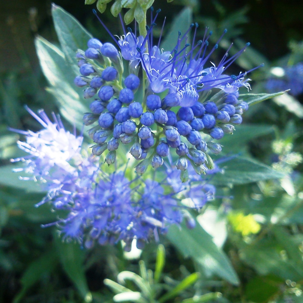 Arbusti con fioritura estiva - Caryopteris clandonensis