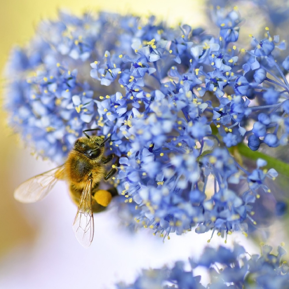 Arbusti con fioritura estiva - Ceanothus delilianus