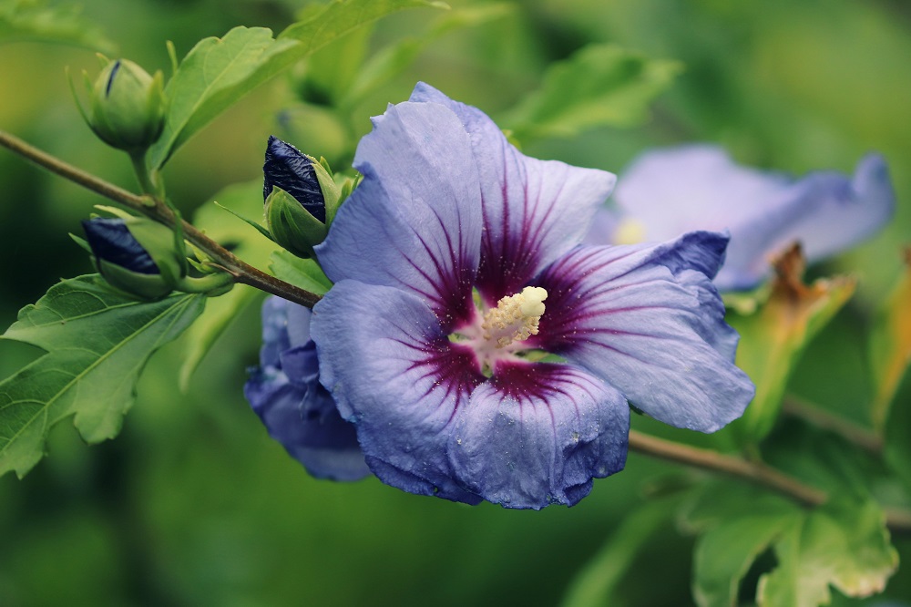 Arbusti con fioritura estiva - Hibiscus syriacus