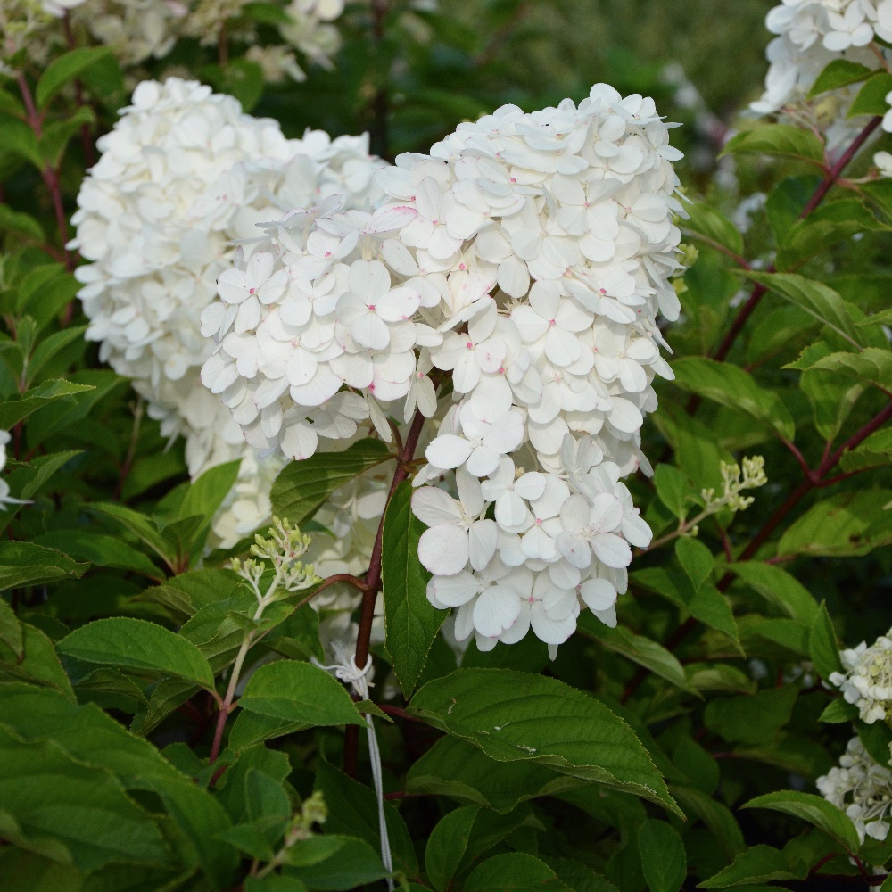 Arbusti con fioritura estiva - Hydrangea paniculata 