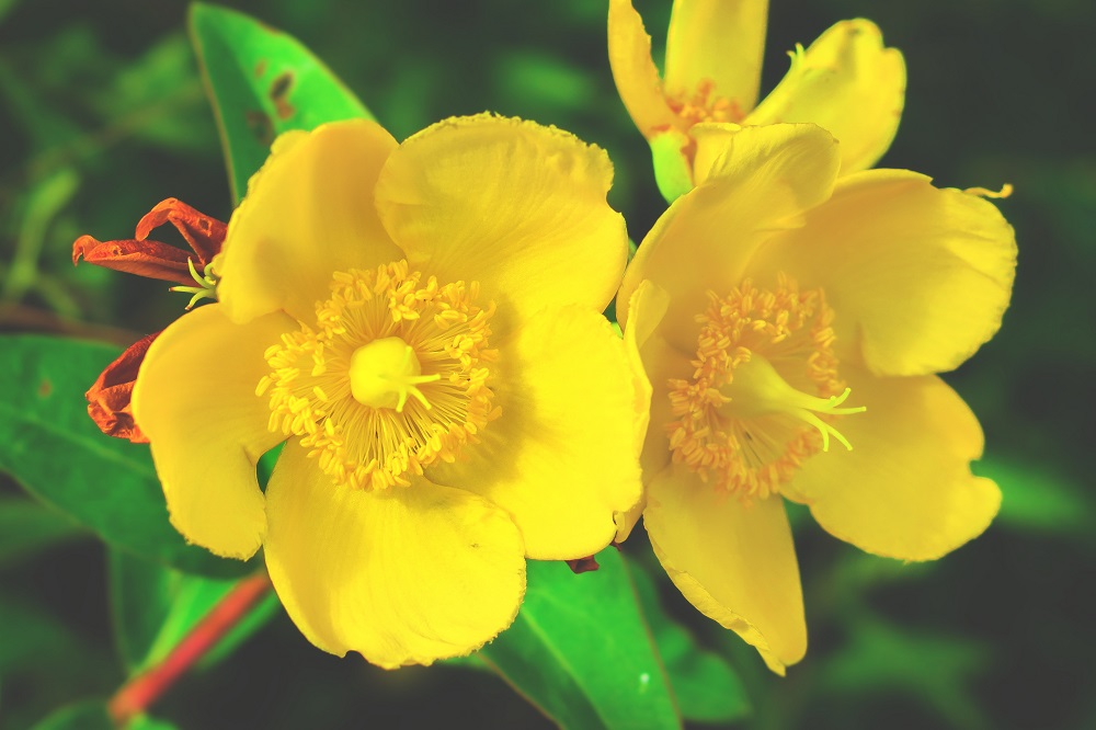 Arbusti con fioritura estiva - Hypericum hidcoteense