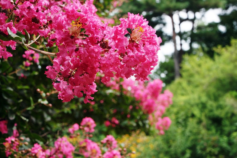 Arbusti con fioritura estiva - Lagerstroemia indica 