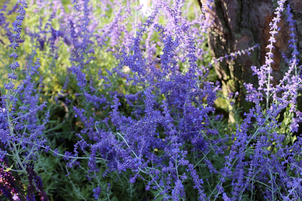 Arbusti con fioritura estiva - Perovskia atriplicifolia 