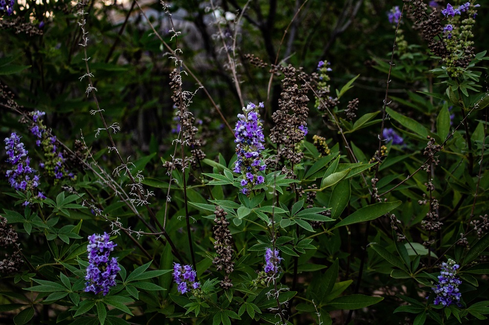 Arbusti con fioritura estiva - Vitex agnus-castus 