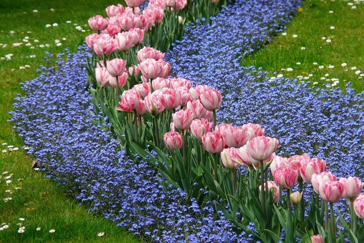 Come coltivare i Tulipani in giardino e in vaso %%page%% %%sep