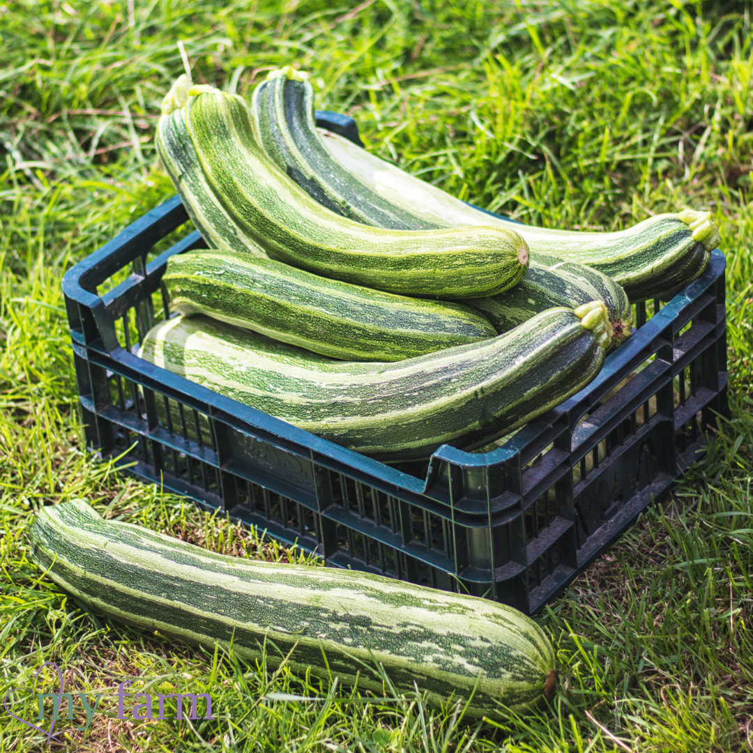 Courgette Plant