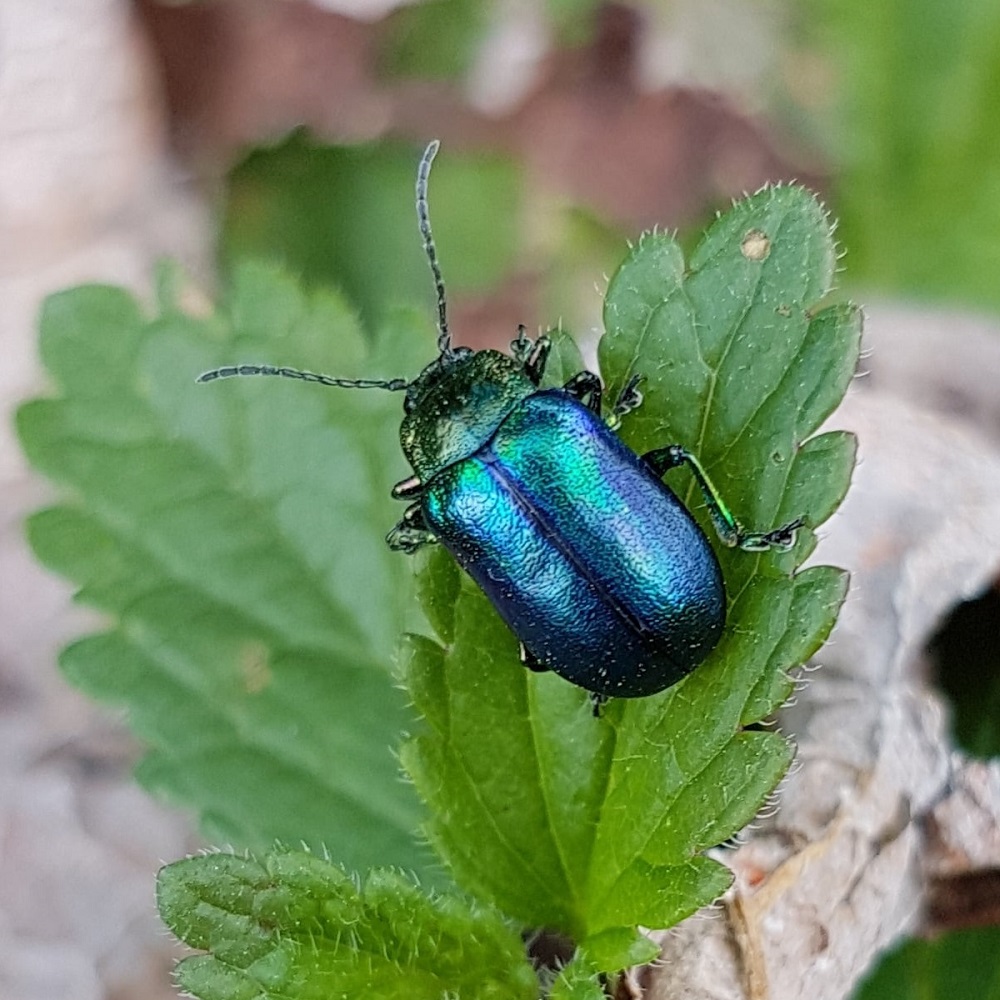 Crisomelidi defogliatori - Chrysolina coerulans