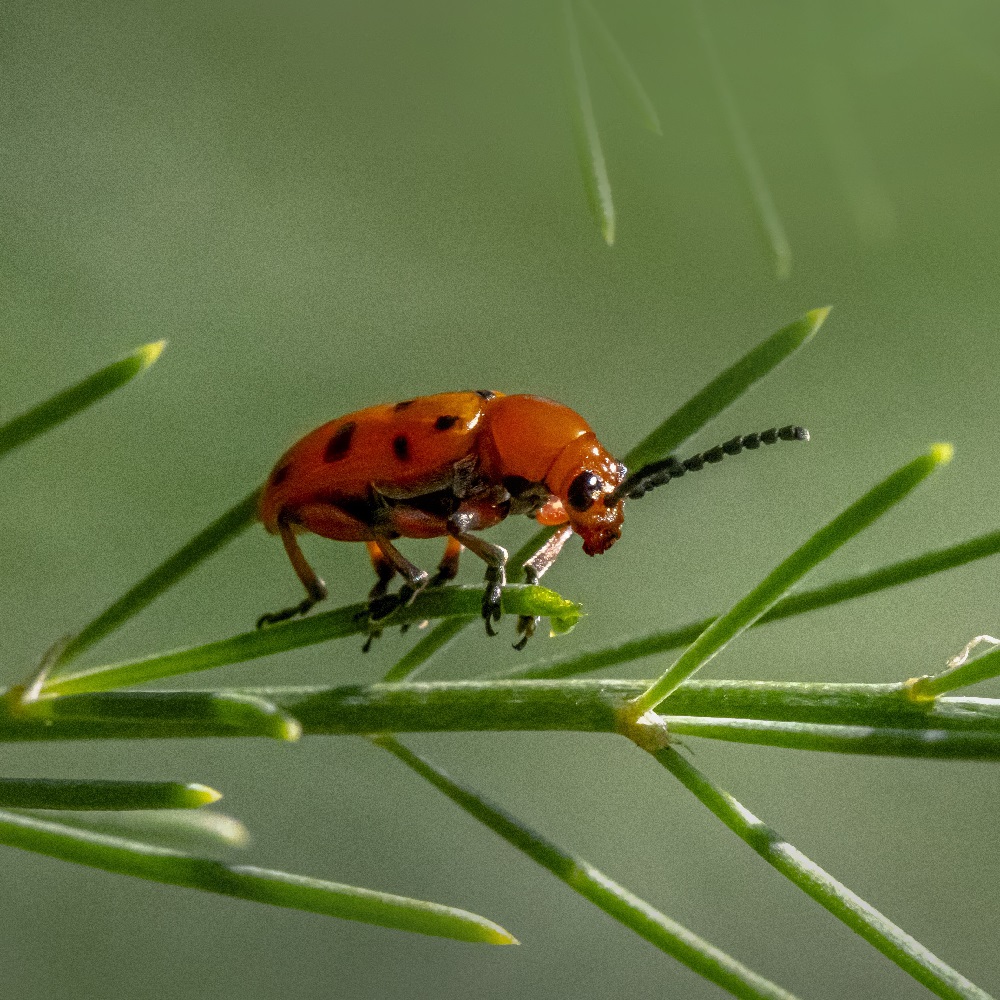 Crisomelidi defogliatori - Crioceris duodecimpunctata
