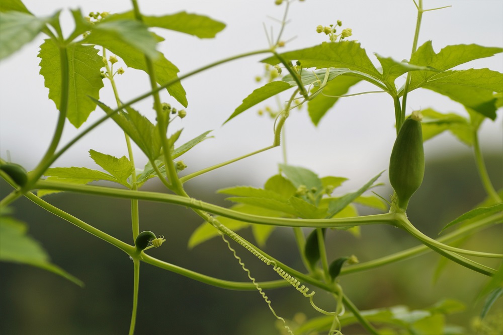 Cyclanthera pedata