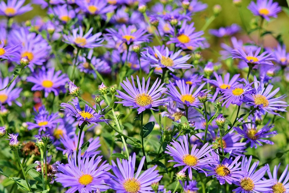 Fiori in autunno - Aster amellus