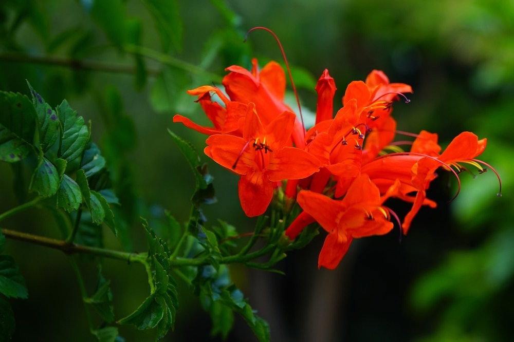 Fiori in autunno - Bignonia capensis