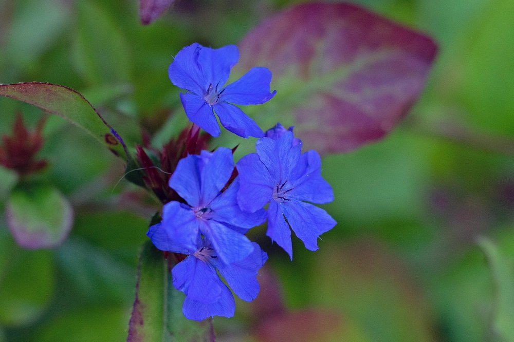 Fiori in autunno - Ceratostigma plumbaginoides