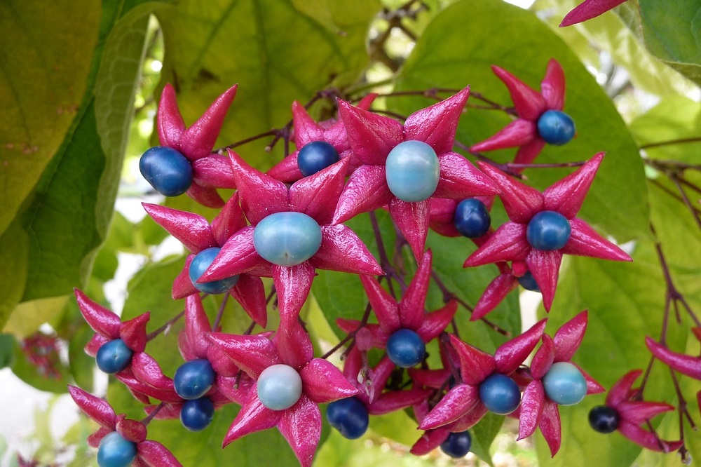 Fiori in autunno - Clerodendrum trichotomum