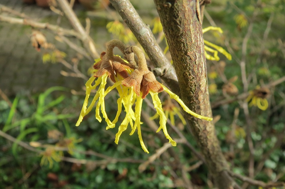 Fiori in autunno - Hamamelis virginiana