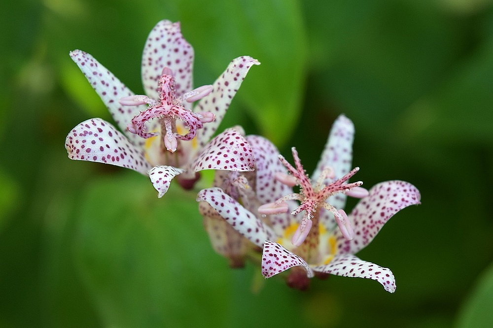 Fiori in autunno - Tricyrtis hirta