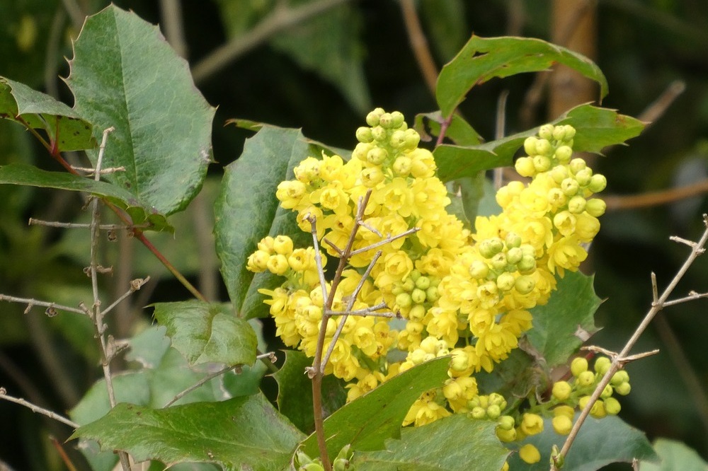 Fiori per la giornata della donna  - Berberis julianae