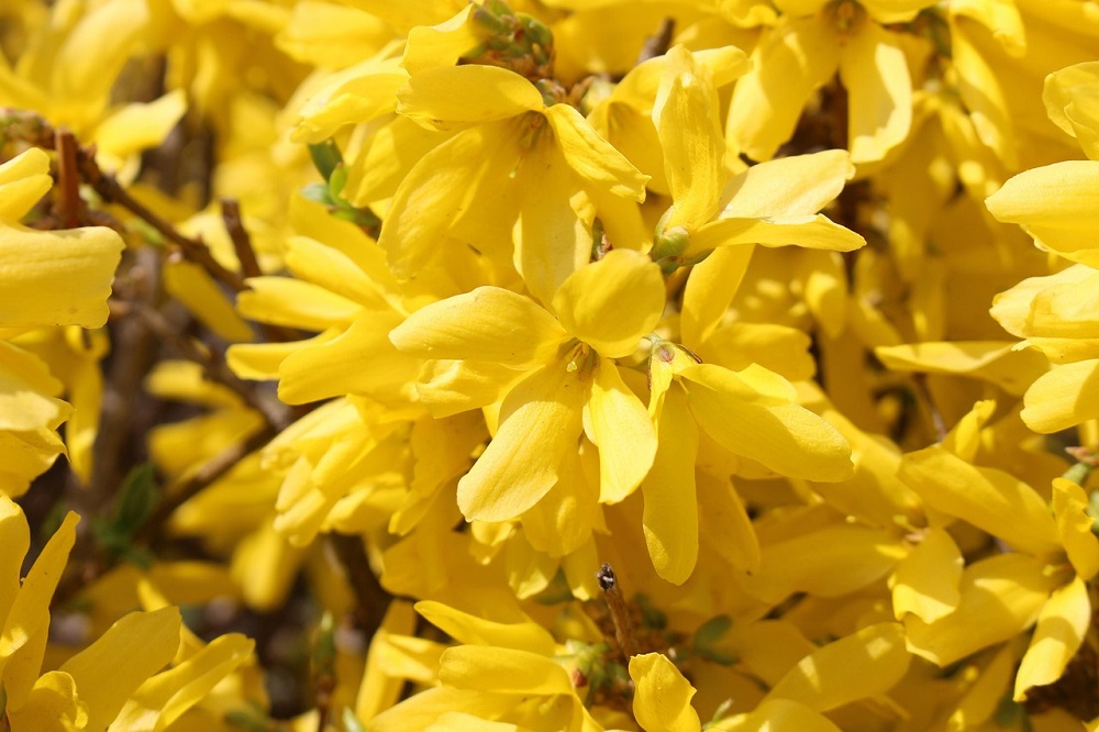Fiori per la giornata della donna  - Forsythia