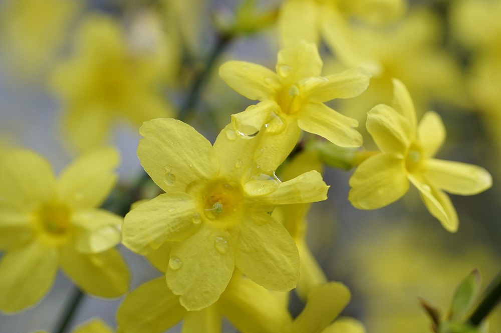 Fiori per la giornata della donna  - Jasminum nudiflorum 