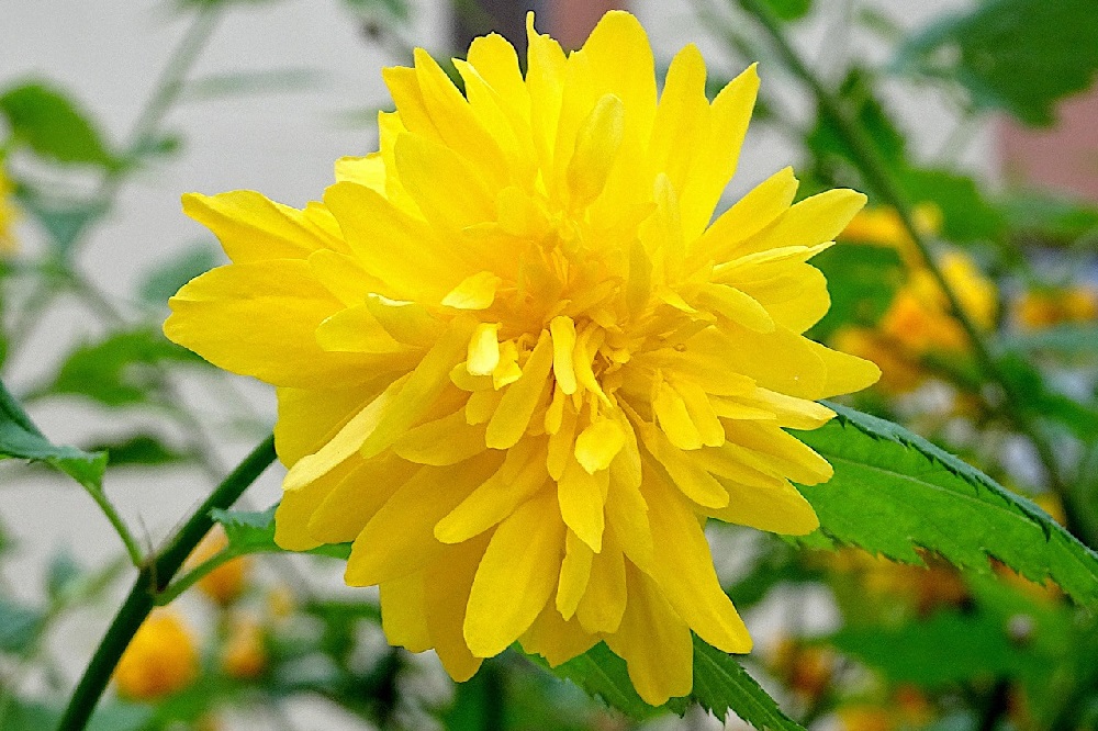 Fiori per la giornata della donna  - Kerria japonica 