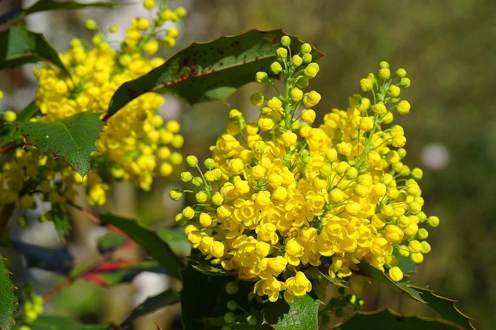 Fiori per la giornata della donna  - Mahonia japonica