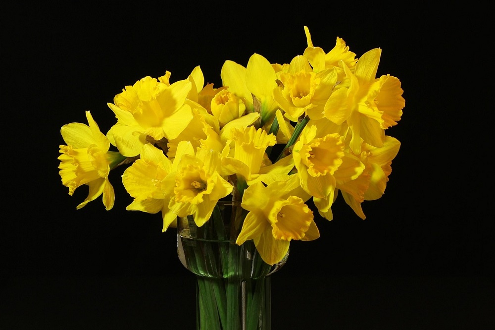 Fiori per la giornata della donna  - Narcisi