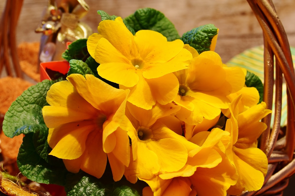 Fiori per la giornata della donna  - Primule 