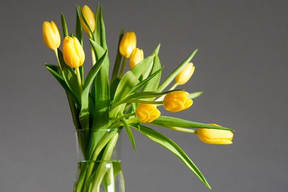 Fiori per la giornata della donna  - Tulipani