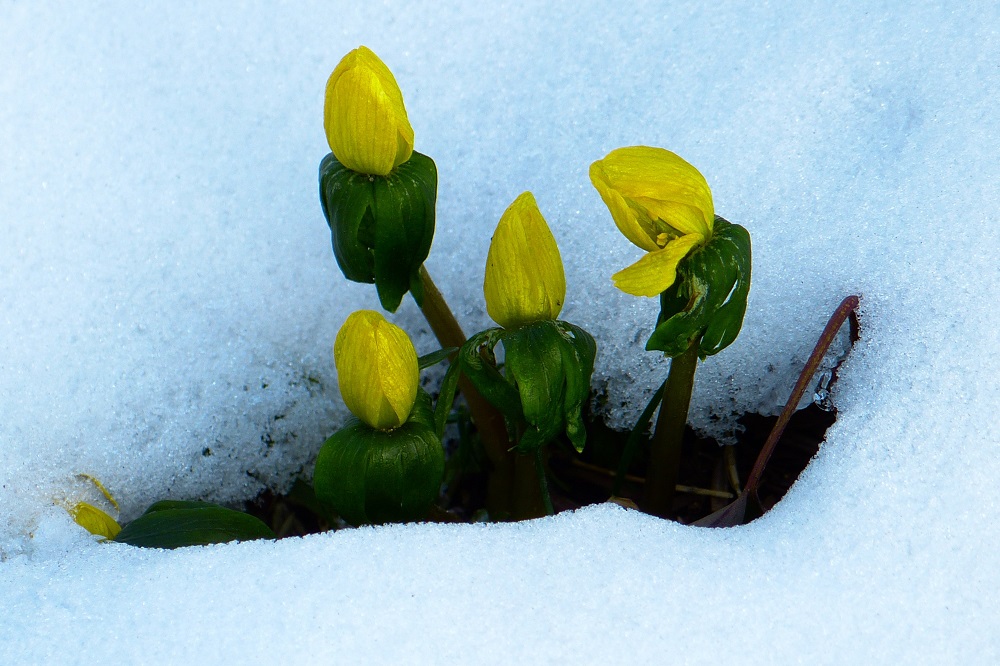 Fioriture invernali - Eranthis hyemalis