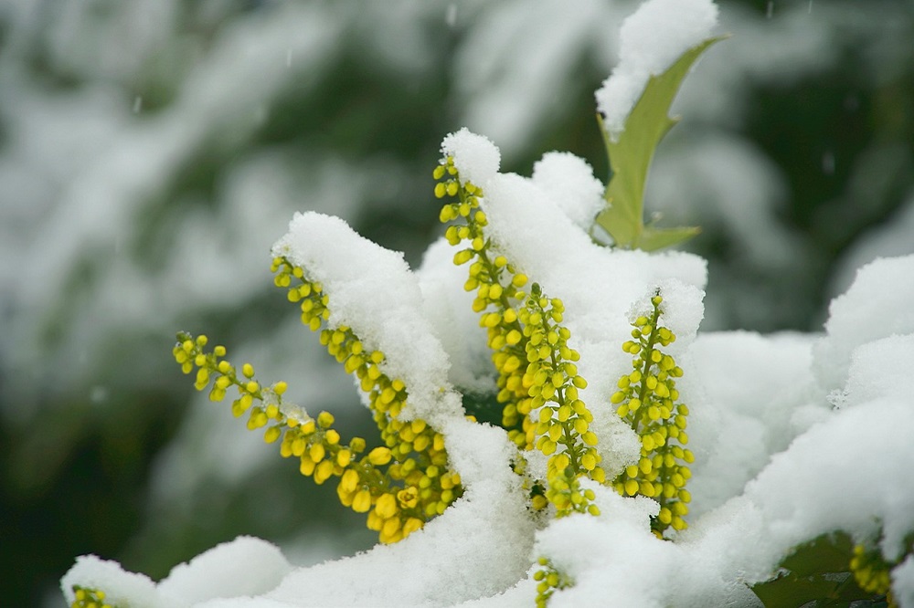 Fioriture invernali - Mahonia