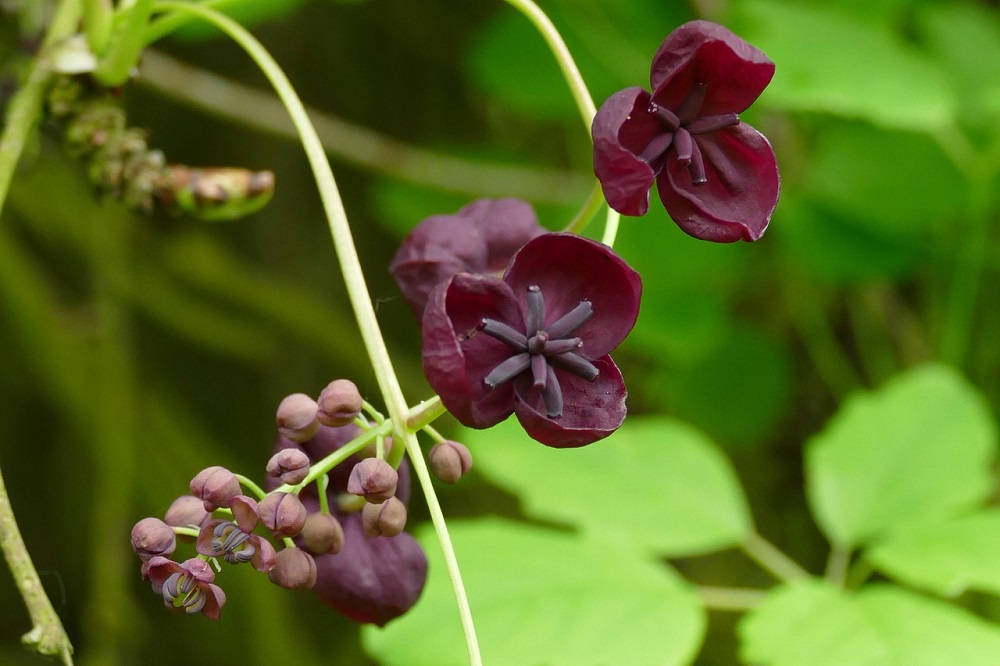 Fioriture primaverili - Akebia quinata