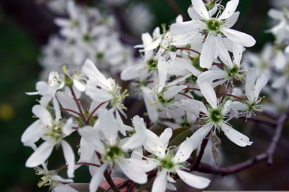 Fioriture primaverili - Amelanchier lamarckii