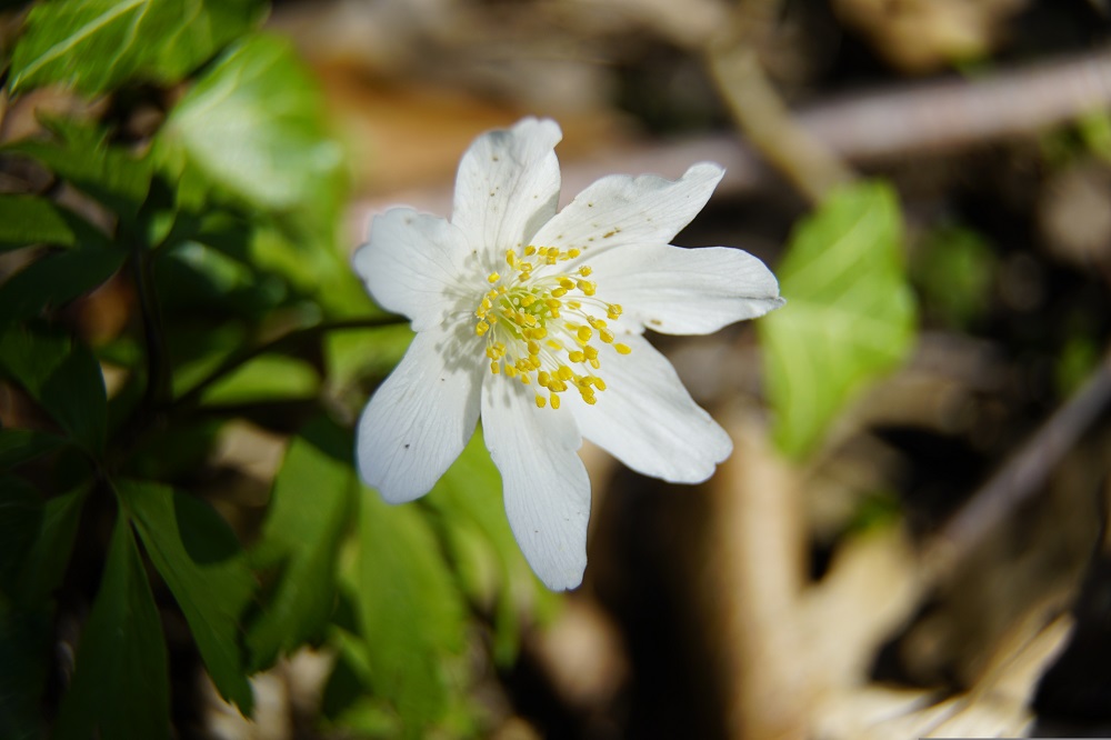 Fioriture primaverili - Anemonoides nemorosa