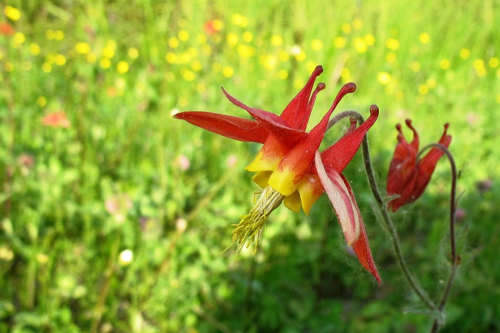 Fioriture primaverili - Aquilegia canadensis