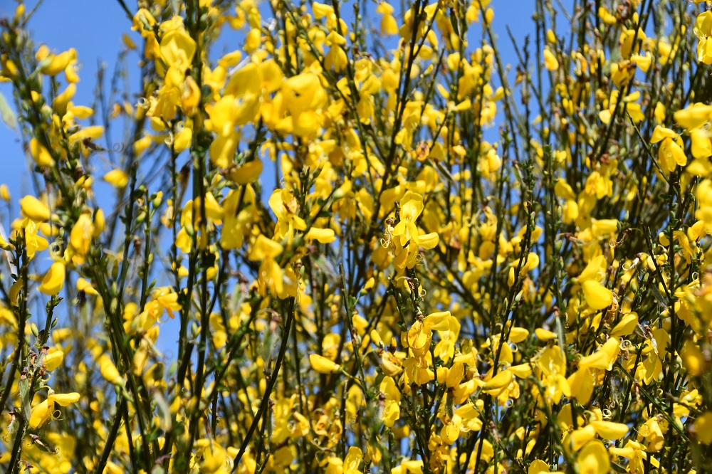 Fioriture primaverili - Cytisus