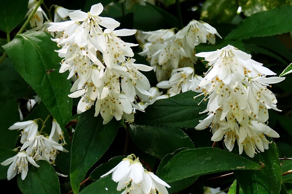 Fioriture primaverili - Deutzia