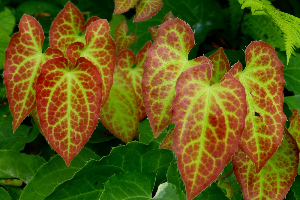 Fioriture primaverili - Epimedium x versicolor
