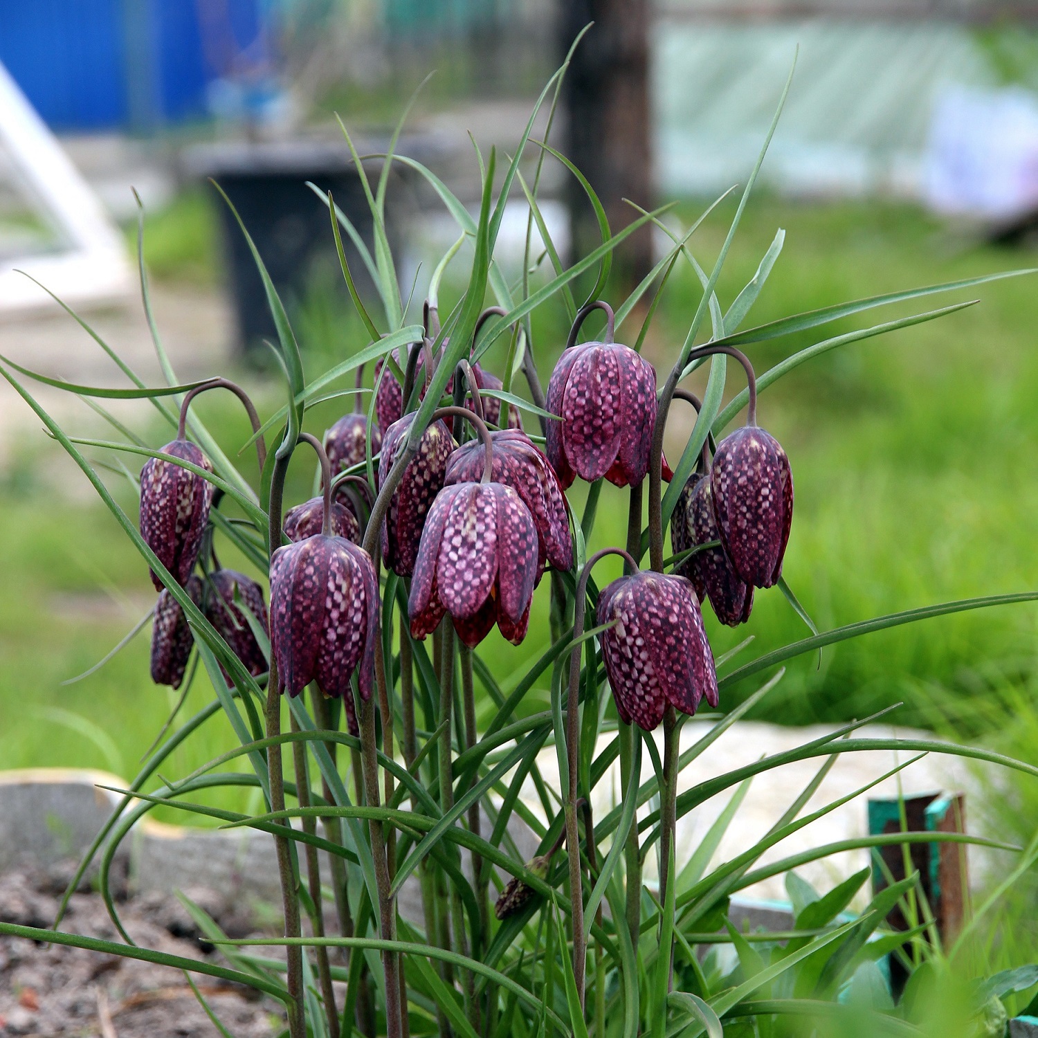 Fioriture primaverili - Fritillaria meleagris