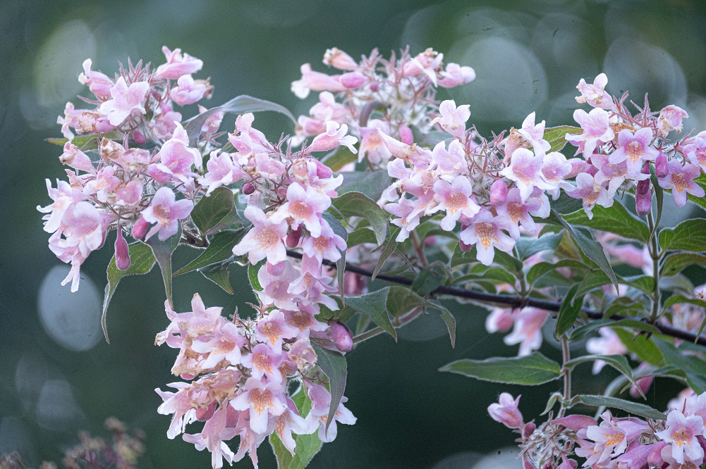 Fioriture primaverili - Kolkwitzia amabilis