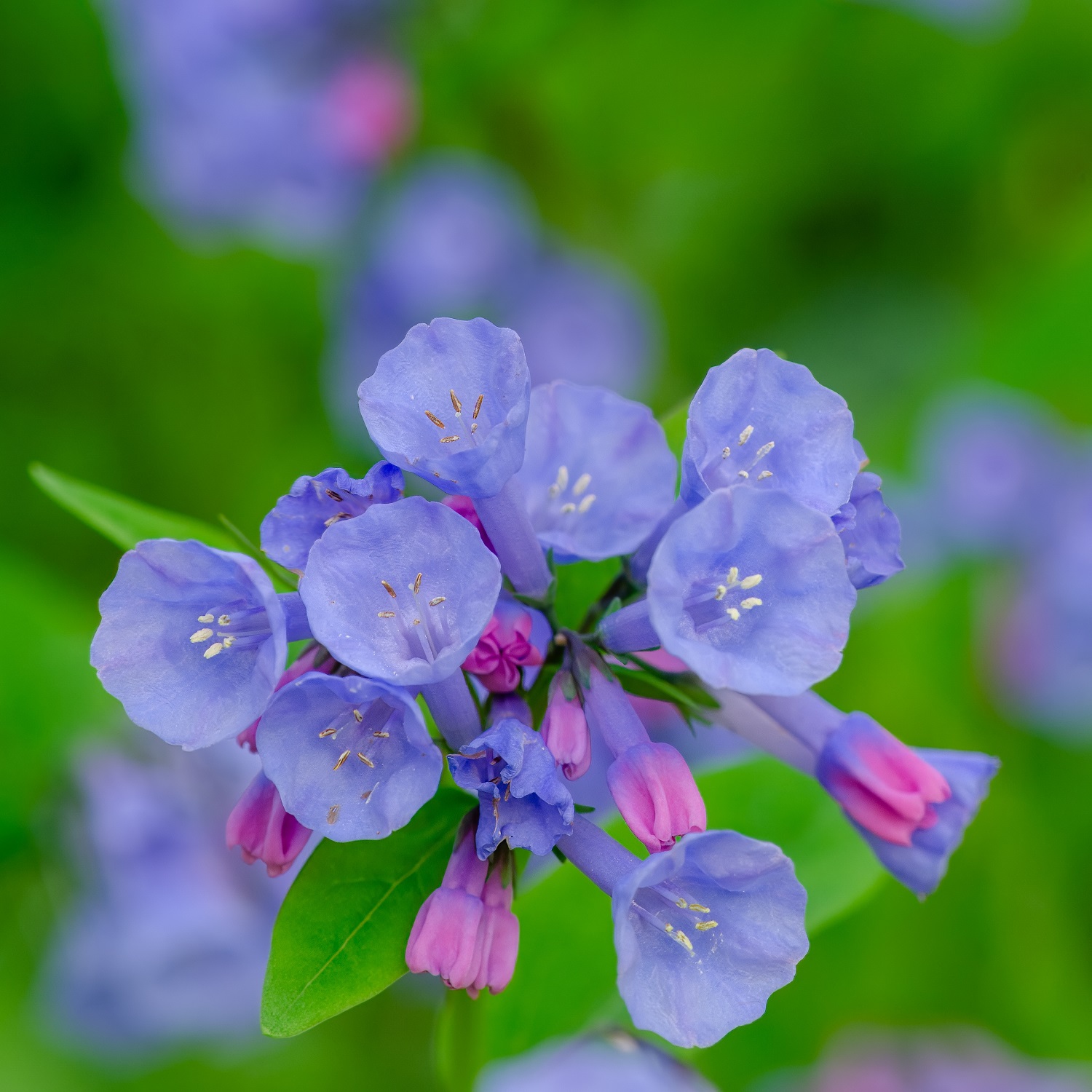 Fioriture primaverili - Mertensia virginica
