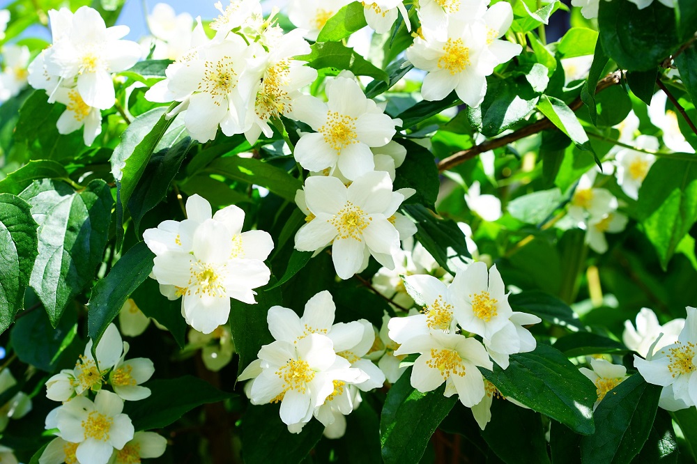 Fioriture primaverili - Philadelphus coronarius