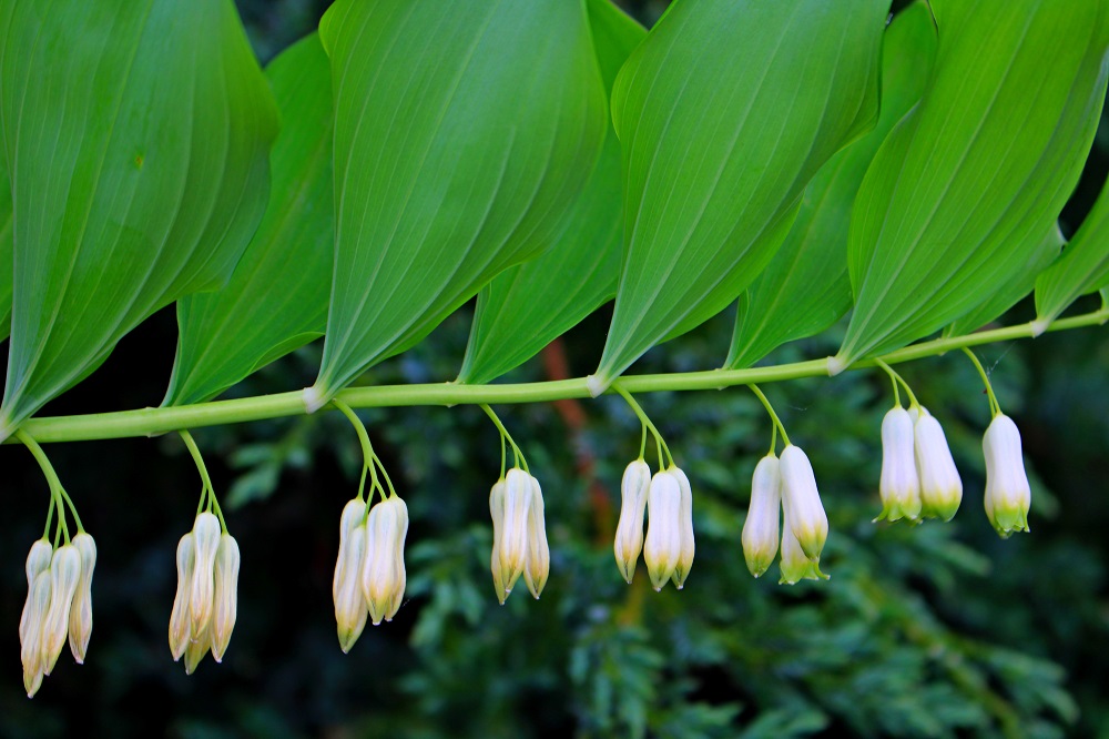 Fioriture primaverili - Polygonatum humile