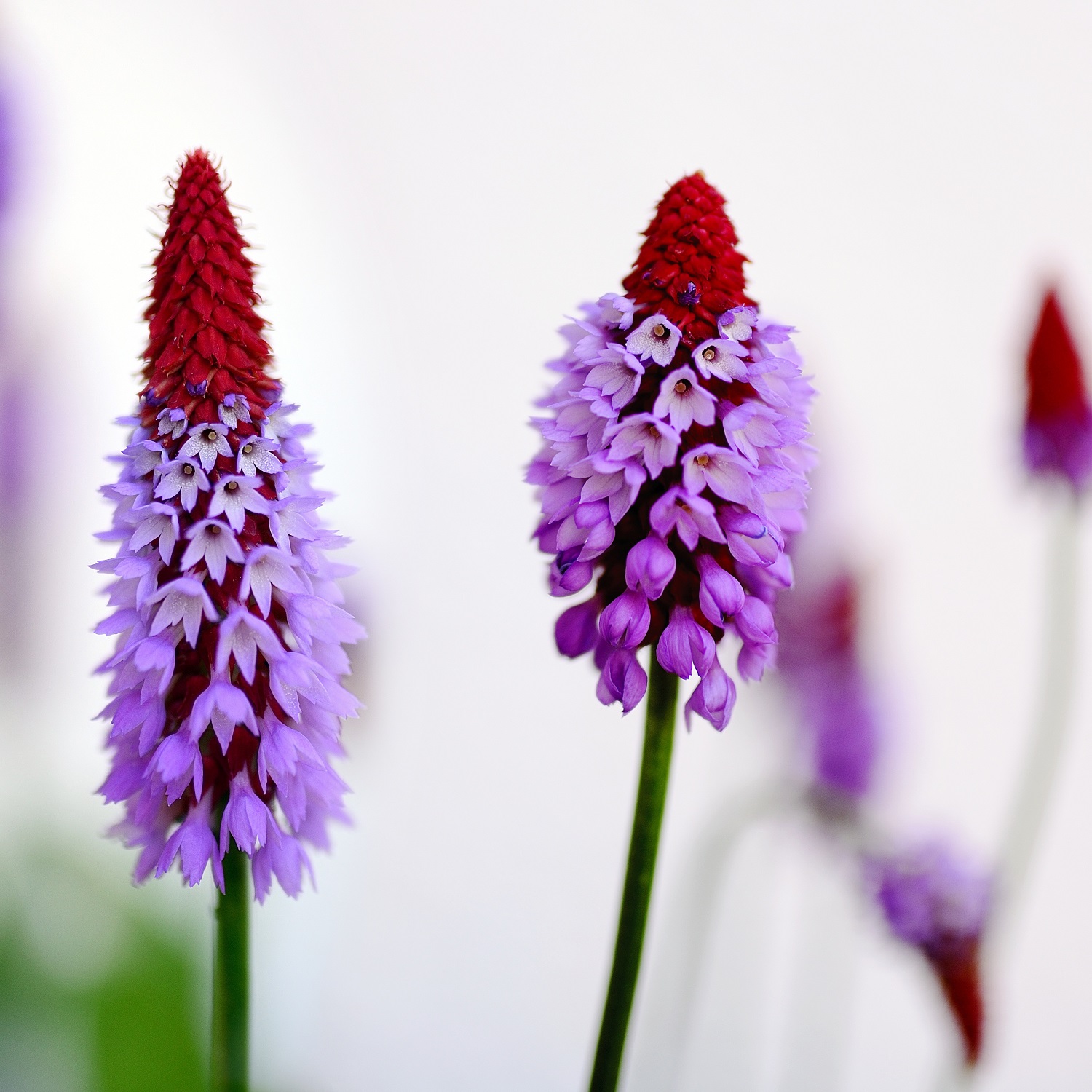 Fioriture primaverili - Primula vialii