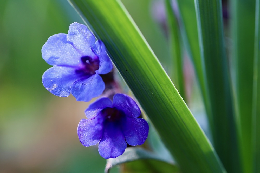 Fioriture primaverili - Pulmonaria Blue Ensign